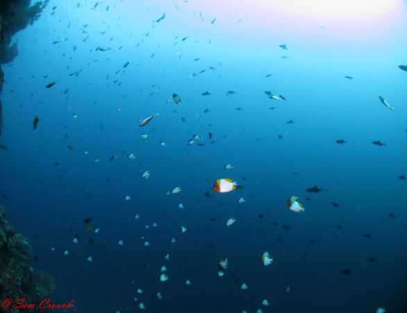 It’s snowing pyramid butterfly fish! butterflyfish