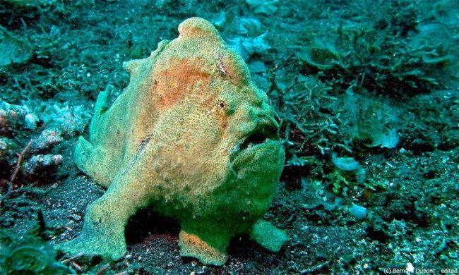 Giant frogfish spotted while diving in Bali Giant frogfish spotted while diving in Bali
