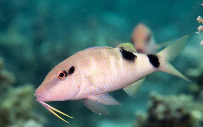 Goatfish Blog Diving in Sanur with Goatfish