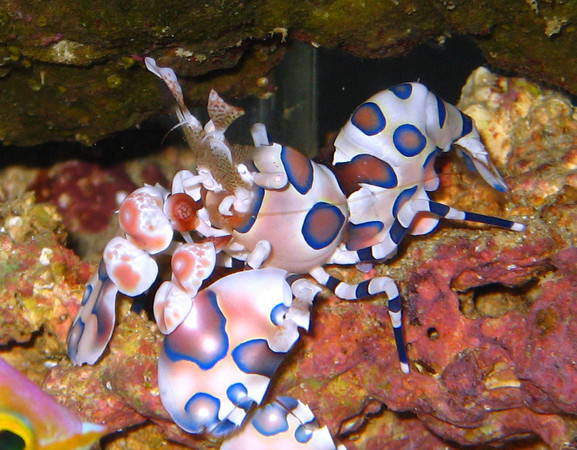 Harlequin_Shrimp Harlequin Shrimp in seraya