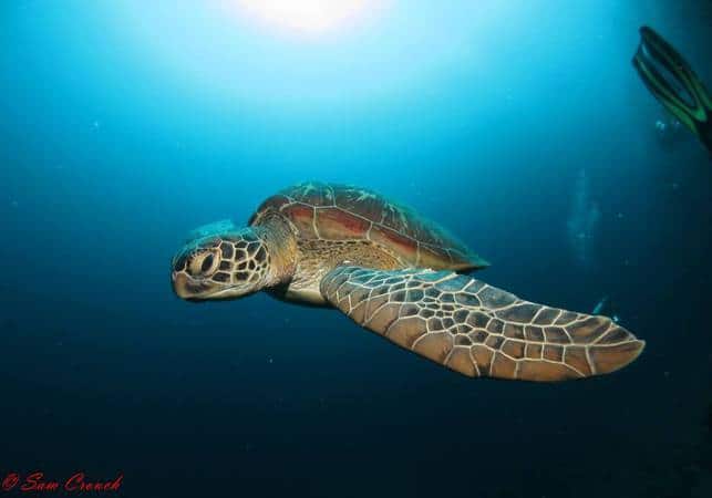 Green Sea Turtle Turtle city