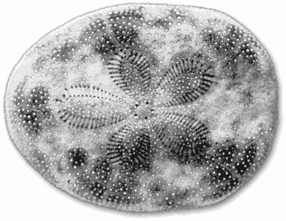 cake_urchin Cake Urchins