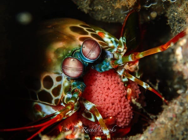 Full House of Critters in Lembeh Critters