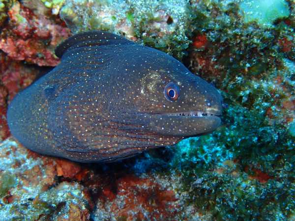OLYMPUS DIGITAL CAMERA Giant moray at the hunt