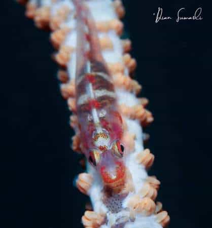 Baracuda Secret Gilis