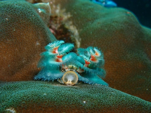 Christmas tree worm Christmas tree worm