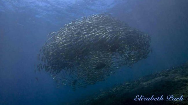 Mackarels_IMG_9231ed BlogLQ Why do fish swim in circles?