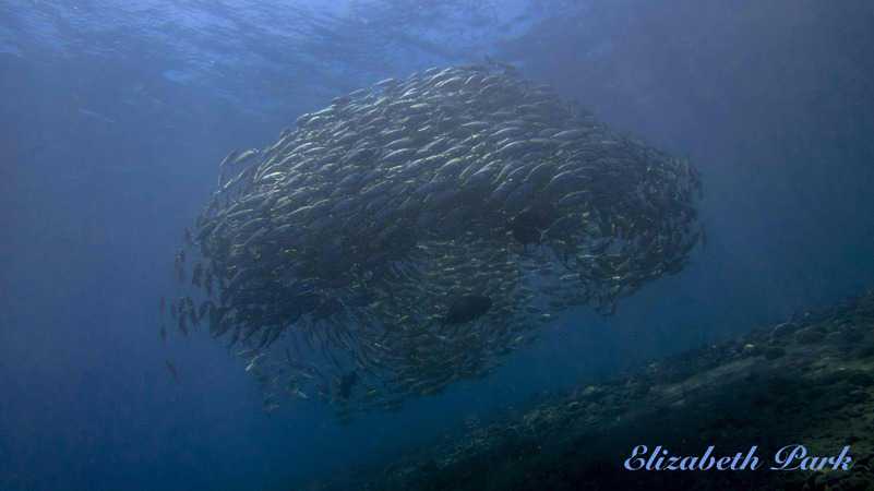 Mackarels_IMG_9231ed BlogLQ Why do fish swim in circles?