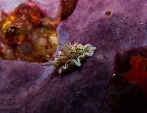 Psychadelic batwing slug psychadelic batwing slug