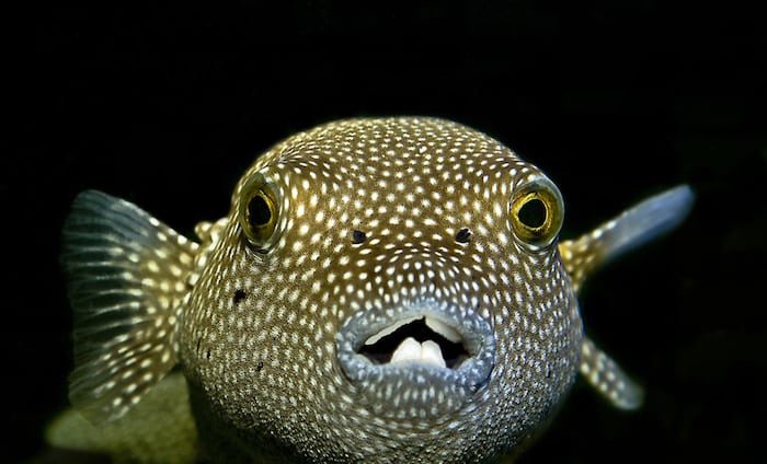 Pufferfish beak