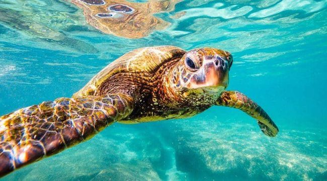 TFD Turtle Diving Gili Air