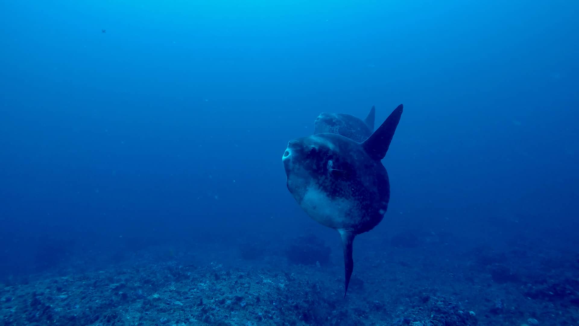 Mola-Mola in South Lombok Outer Sekotong Reefs Mola Mola Sekotong South Lomok