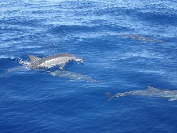 OLYMPUS DIGITAL CAMERA New Year