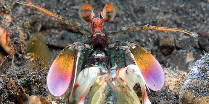 muck mantis-shrimp