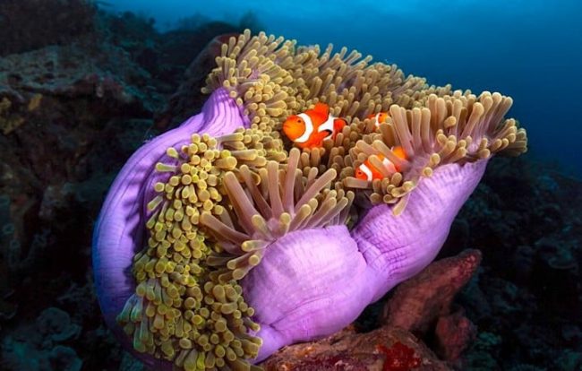symbiosis featured image Anemone and anemonefish