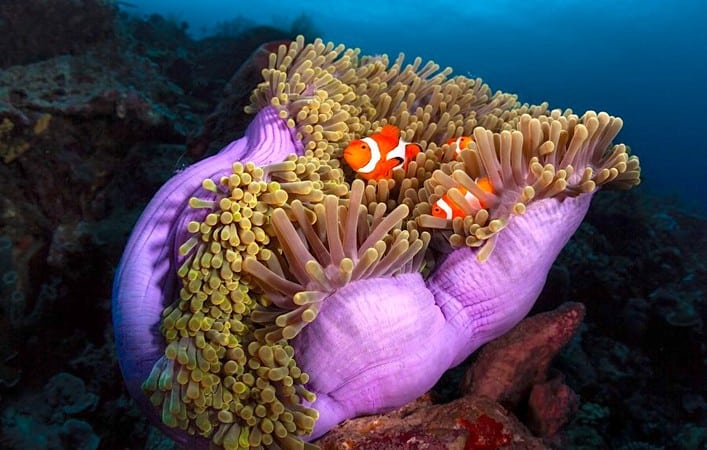 Anemone and anemonefish