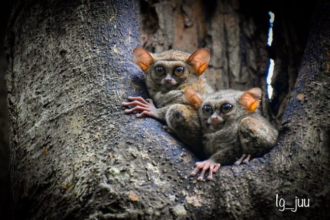 Tangkoko National Park Tangkoko National Park