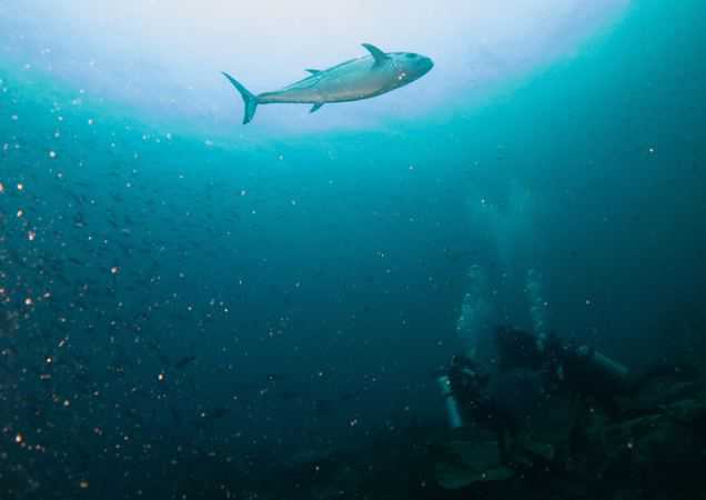 tuna the size of a diver Tuna the Size of a Diver