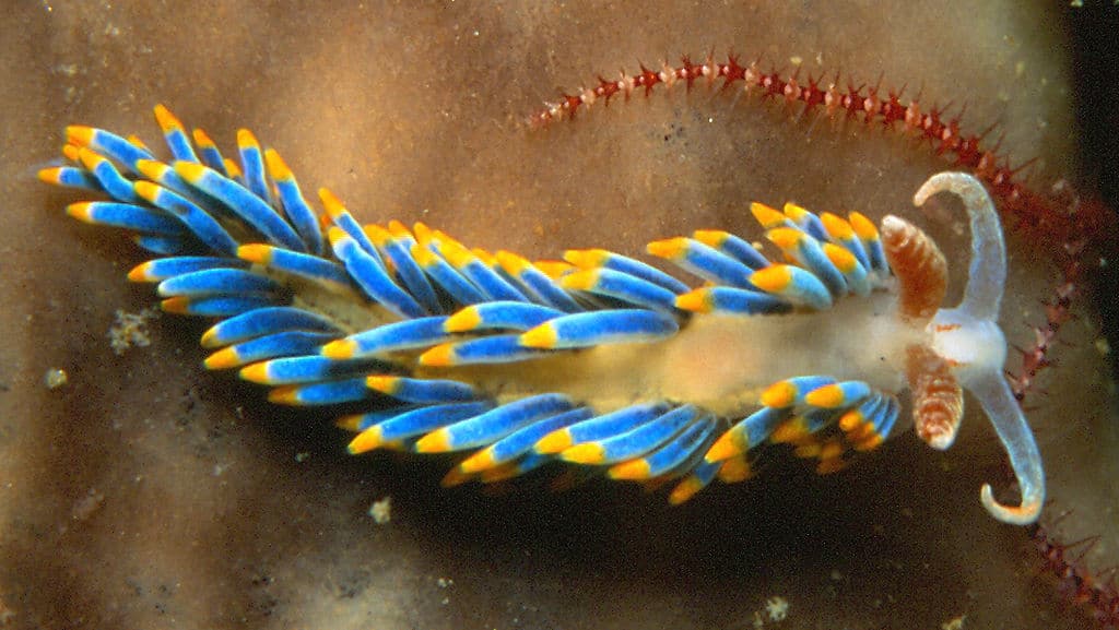 1024px-Berghia_coerulescens_(Laurillard,_1830) happy new year's bubble chasing the nudibranchs