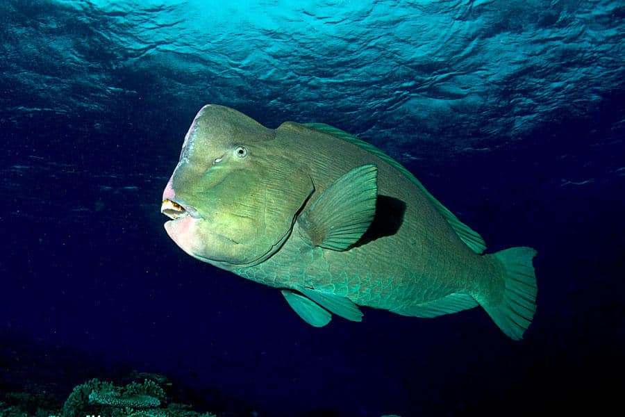 Bumphead Bumhead parrotfish schooling in the Liberty