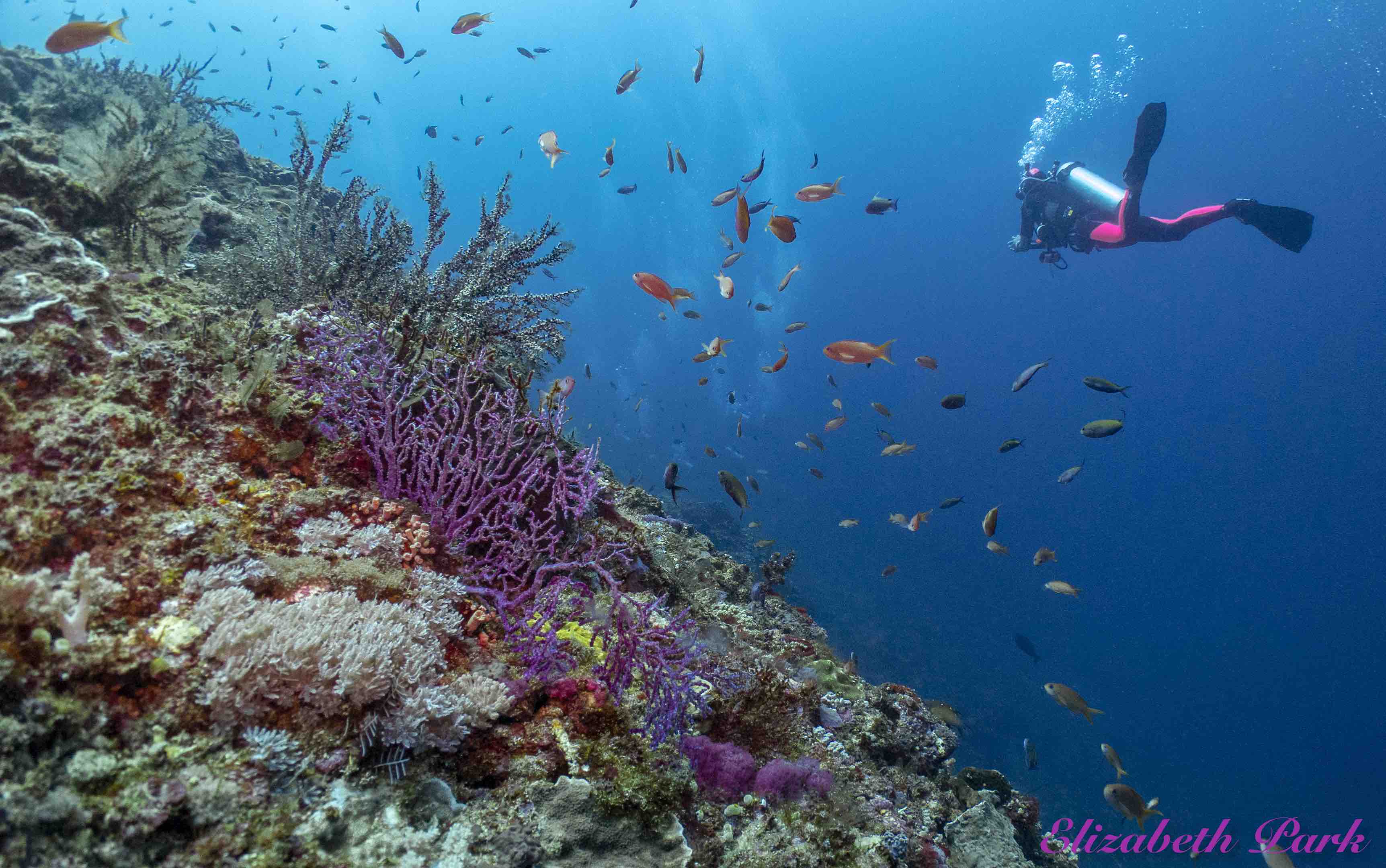 Crystal Bay diving coral wall What to expect from a dive day trip from Sanur to Nusa Penida?