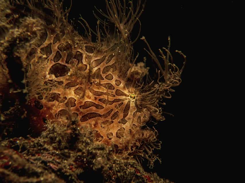Hairy Frogfish Muck Diving in Lembeh 2019