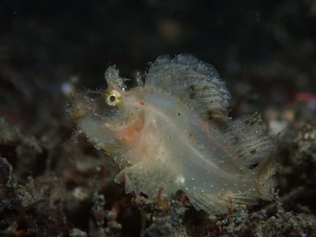 Holy grail of muck diving Juvenile rhinopia