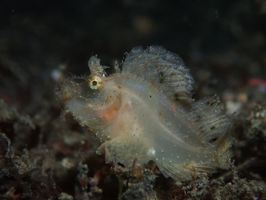 Holy grail of muck diving Juvenile rhinopia