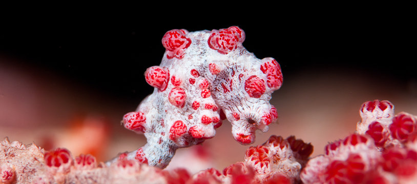Take A Bow Photography Lembeh Strait