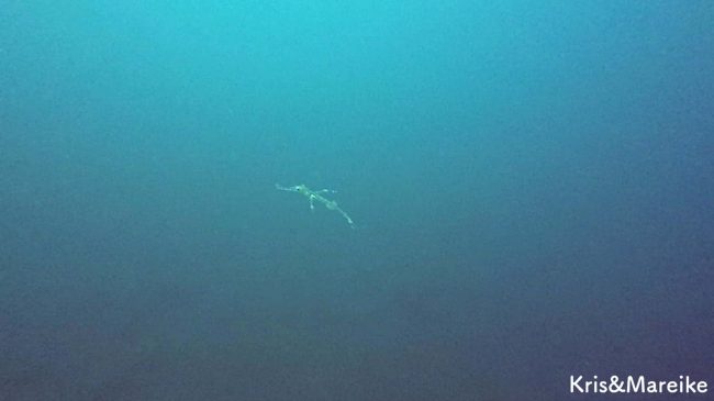 d8bd5452-6d79-4b2c-91d7-ce1b861848fc Juvenile Harlequin (Ornate) Ghost Pipefish in Kubu