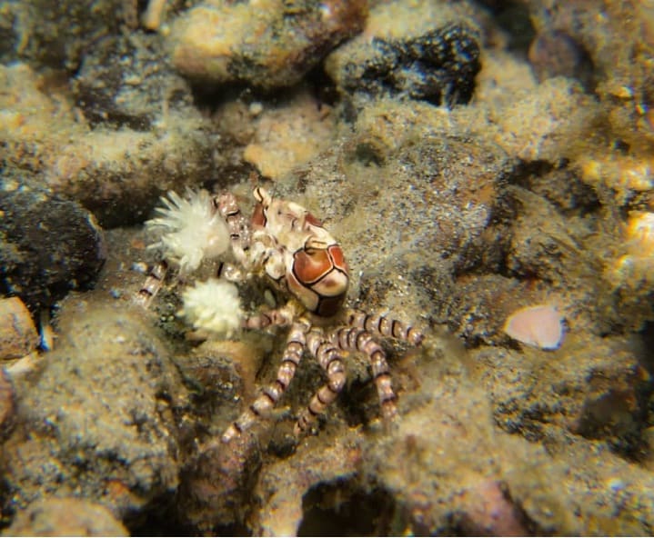 Arthropods of Lembeh Mosaic Boxer Crab