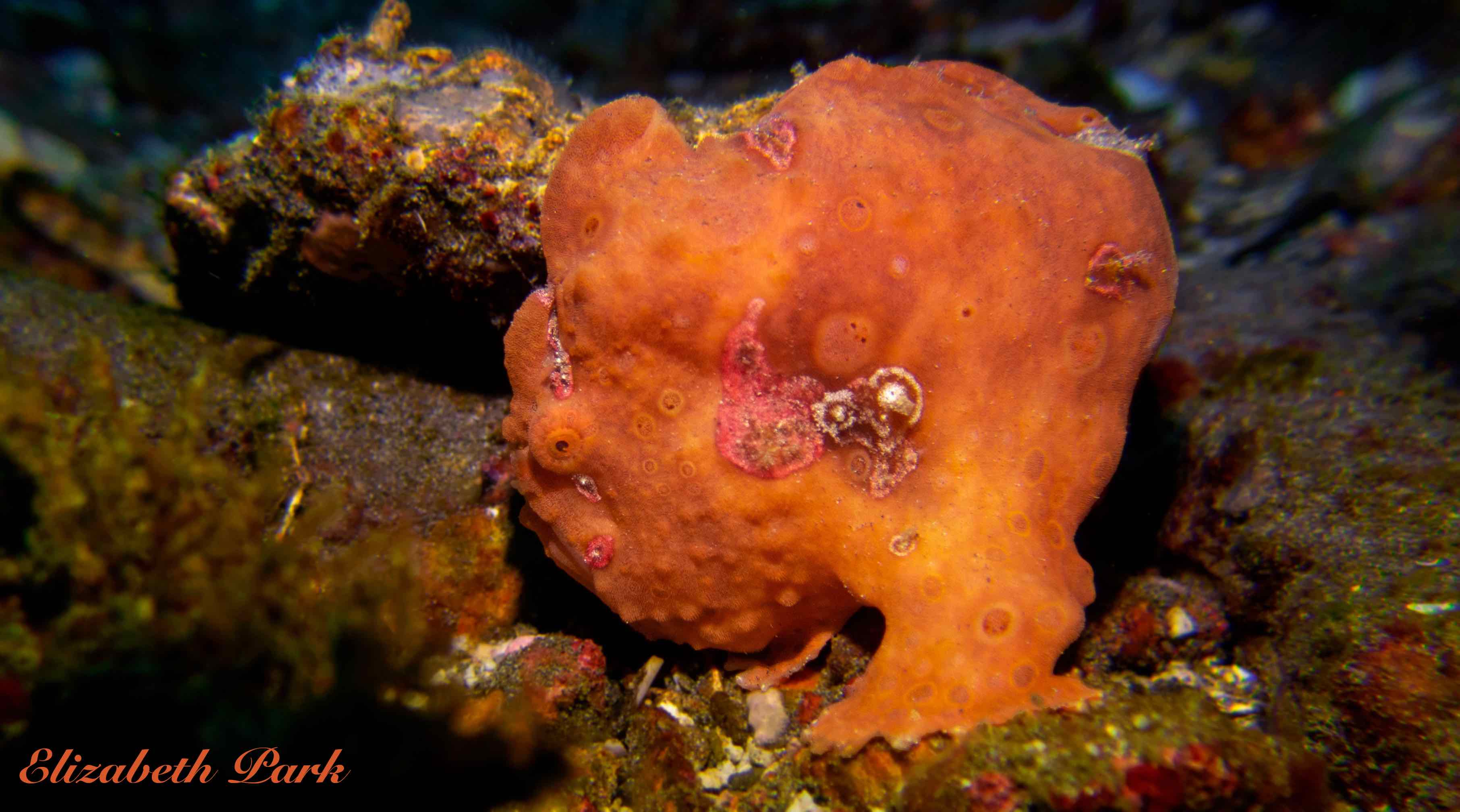 Frogfish My favourite dive sites!! My favourite dive sites!!