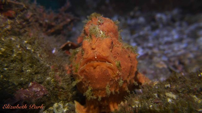 What to expect from a dive day trip from Sanur to Padang Bai? Frogfish Jetty Padang Bai
