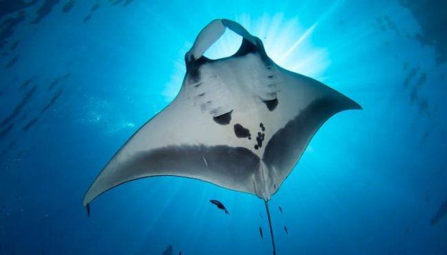 Manta Lembongan manta