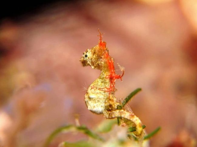 Seahorses of Lembeh Pontoh Pygmy