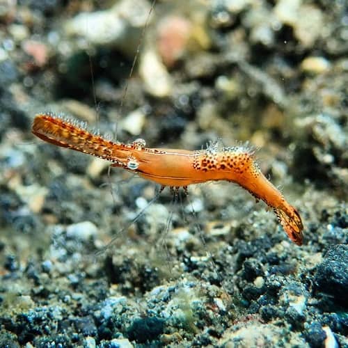 Special shrimp of Lembeh Donald Duck Shrimp