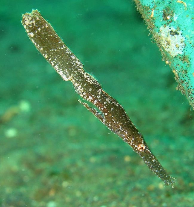 1024px-Solenostomus_cyanopterus_-_Robust_Ghost_PipeFish Robust ghost pipefish in the pyramids