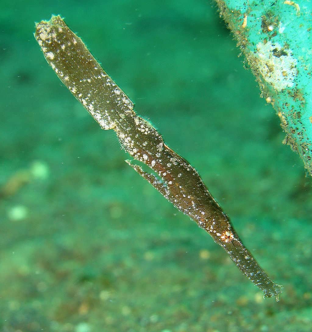 1024px-Solenostomus_cyanopterus_-_Robust_Ghost_PipeFish Robust ghost pipefish in the pyramids