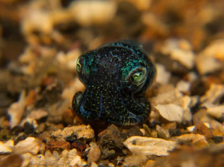 Bobtail squid Night Dives in Lembeh