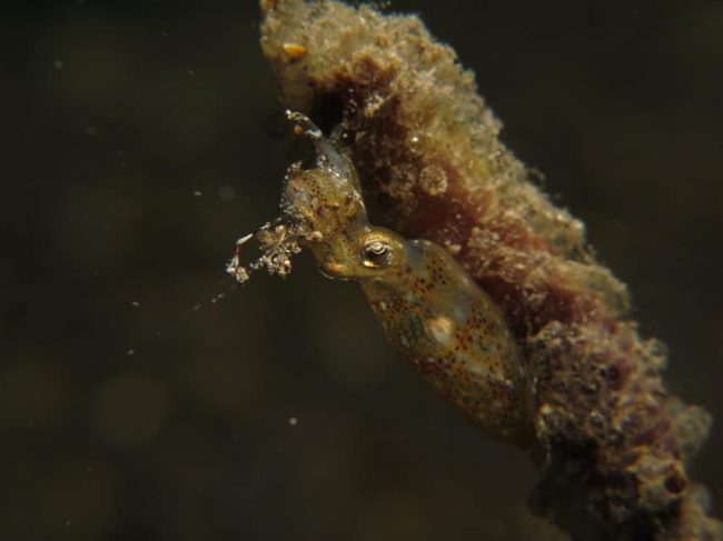 Pygmy Squid Cephalopods of Lembeh: Squid