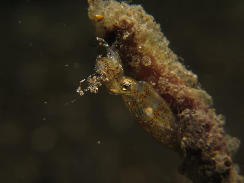 Pygmy Squid Cephalopods of Lembeh: Squid