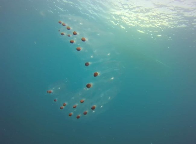Salps Chains of Salps in Bunaken- Jelly and I scream!