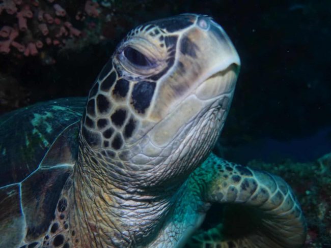 Turtle Sunman Love Turtles? Bunaken is for you