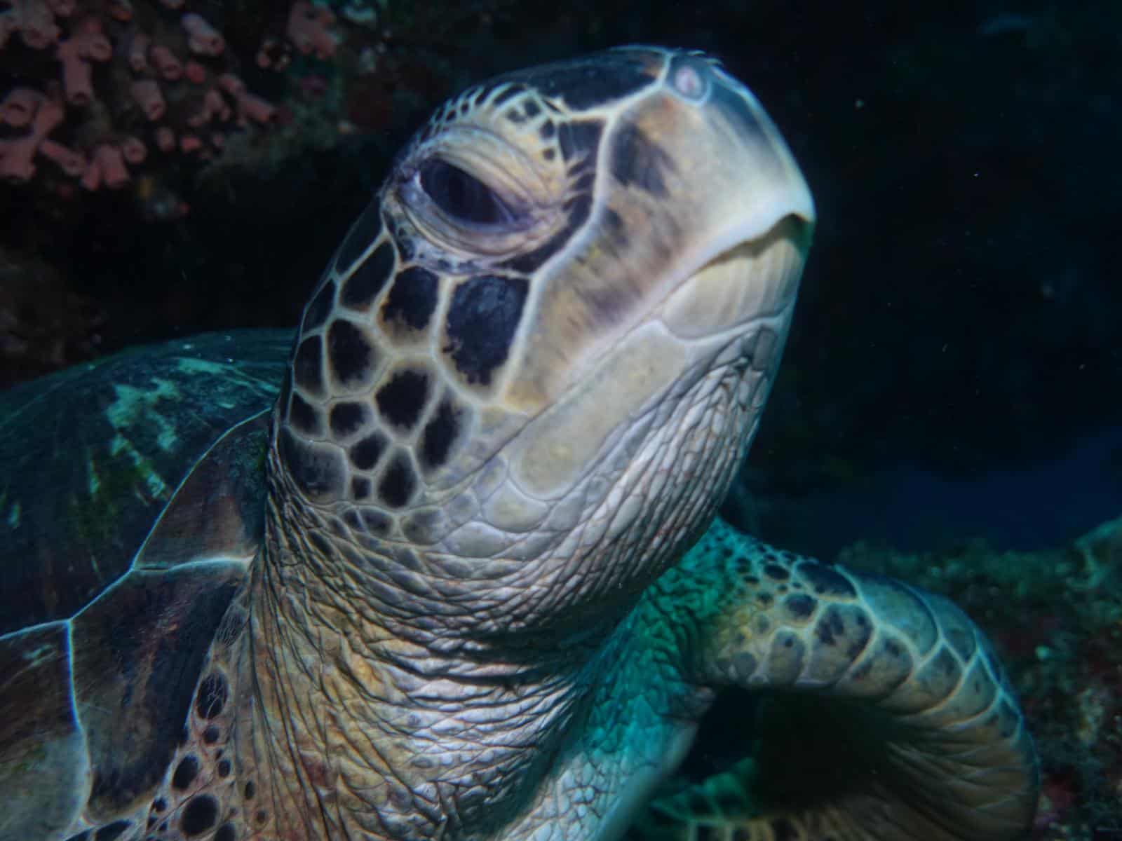Turtle Sunman Love Turtles? Bunaken is for you