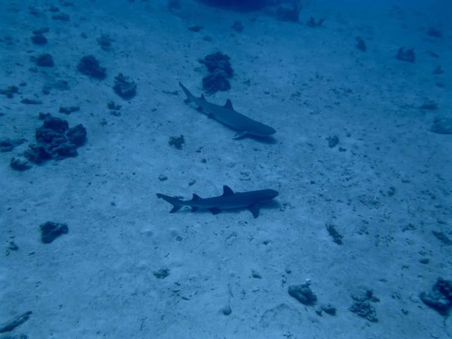 Whtie Tip Reef Sharks Dawn Dives In Bunaken Let Us Get Up Close And Personal With White Tip Reef Sharks.