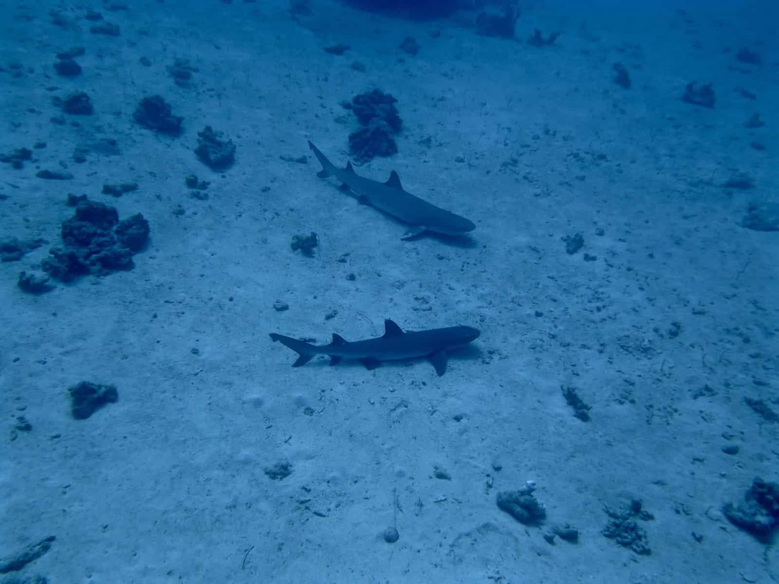 Whtie Tip Reef Sharks Dawn Dives In Bunaken Let Us Get Up Close And Personal With White Tip Reef Sharks.