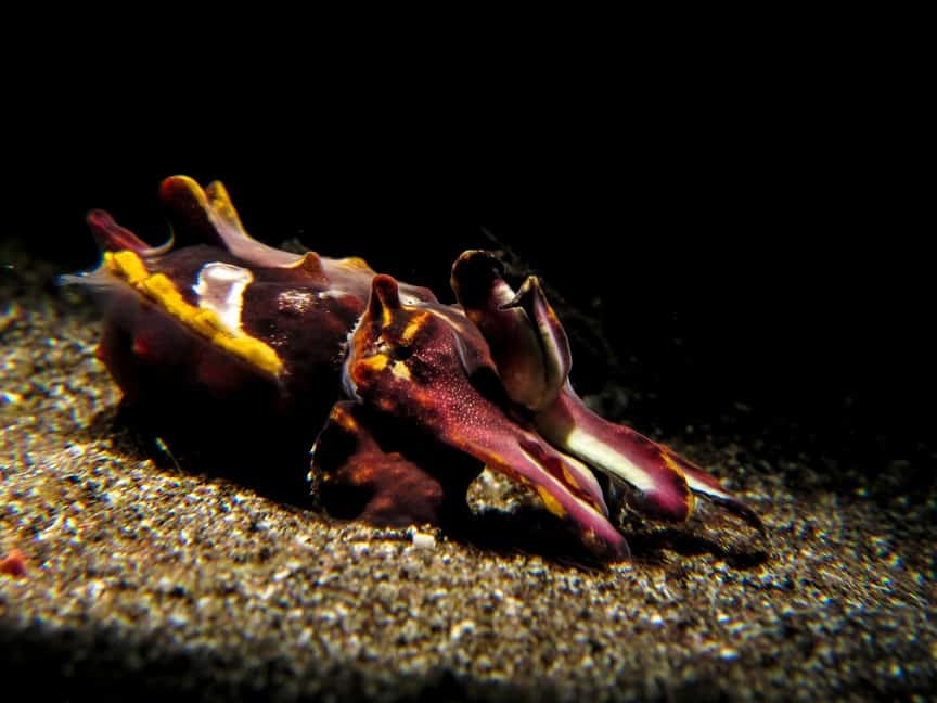 Cephalopods of Lembeh: Cuttleifsh Flamboyant cuttlefish
