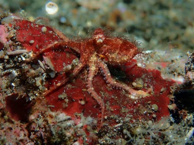 Hairy Octopus Cephalopods of Lembeh: Octopus Part 2