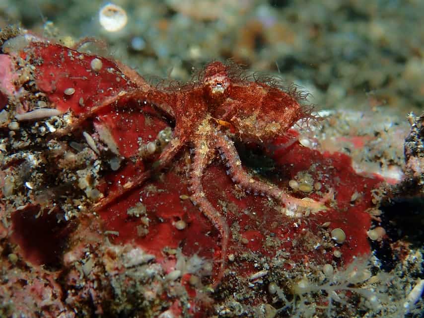Hairy Octopus Cephalopods of Lembeh: Octopus Part 2