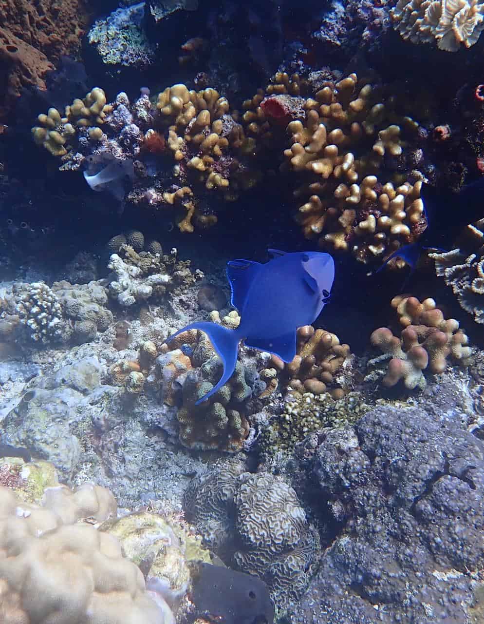 Red Tooth Trigger Fish